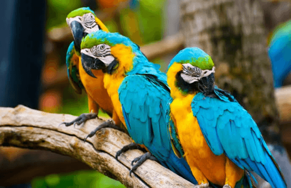 Cara Melatih Burung Beo Agresif 2